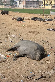 Daily: Black pigs at rest in the earth Bodhgaya Bihar India