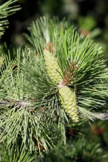Nigricans: Black Pine / Austrian Pine - close-up