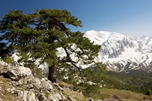 Pallasiana: Black Pine / Crimean Pine - on Vali Cesmesi Gecidi