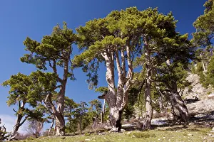 Pallasiana: Black Pine / Crimean Pine - on Vali Cesmesi Gecidi
