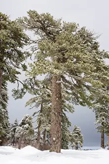 Troodos: Black Pine - forest in the high Troodos Mountains