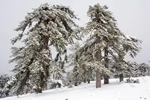 Troodos: Black Pine - forest in the high Troodos Mountains