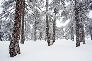 Troodos: Black Pine - forest in the high Troodos Mountains