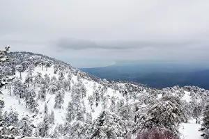 Troodos: Black Pine - forest in the high Troodos Mountains