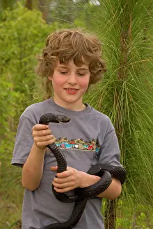 Melanoleucus: Black Pine Snake
