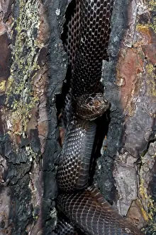 Melanoleucus: Black Pine Snake
