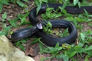 Strike: Black Pine Snake