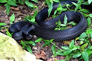 Melanoleucus: Black Pine Snake