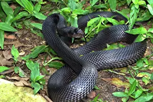 Melanoleucus: Black Pine Snake
