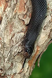 Melanoleucus: Black Pine Snake