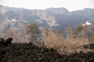 Recent: Black Pine - woods devastated by recent lava flows