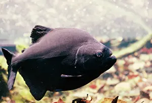 Piranha: Black Piranha