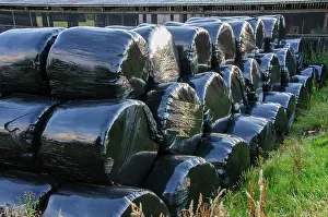 Plastic: Black plastic-wrapped silage big bales, Dinkling