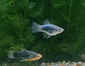 Xiphoporus: Black platy - pair - side view by weeds