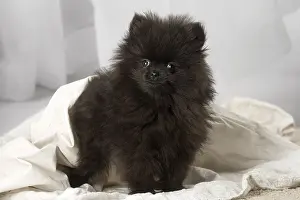 Nain: Black Pomeranian puppy indoors