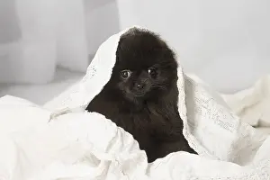 Nain: Black Pomeranian puppy indoors