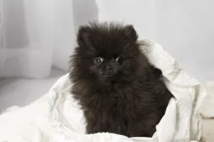 Nain: Black Pomeranian puppy indoors
