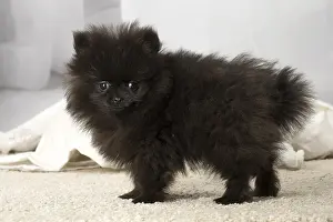Nain: Black Pomeranian puppy indoors