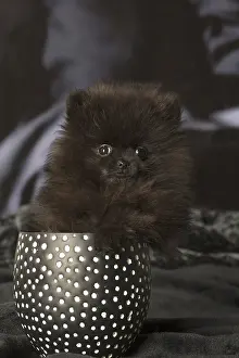 Vases: Black Pomeranian puppy indoors