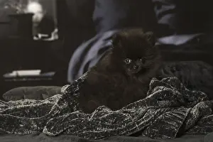Nain: Black Pomeranian puppy indoors