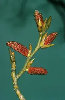 Poplars: BLACK POPLAR