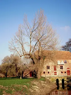 Mills: Black POPLAR tree - Mill on River Stour