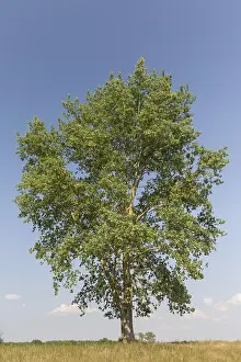 Populus: Black Poplar - tree in summer - Germany