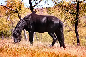 Andy Teare: Black Pottoka pony grazing at liberty, in Extremadura