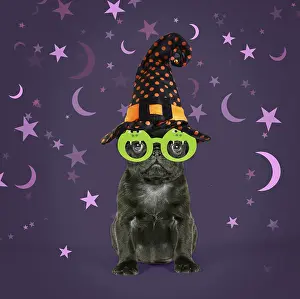101019: Black Pug Dog, puppy (6 weeks old) wearing witches hat