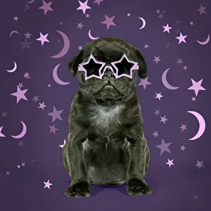 Occult: Black Pug Dog, puppy (6 weeks old) wearing witches hat