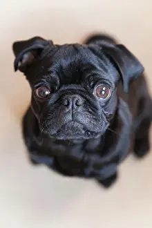 Blur: Black pug puppy from above Portrait eines schwarzen