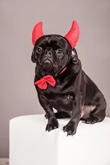 Devil: Black Pug wearing devil's horns and a bow tie