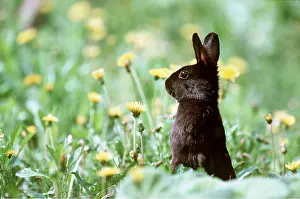 Masahiro Iijima: BLACK RABBIT - In flowers