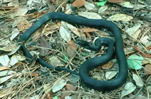 Coluber: Black Racer