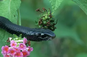 Nonpoisonous: Black Racer