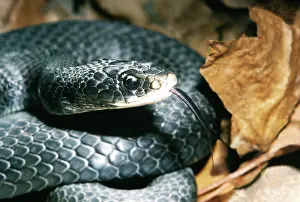 Sqamata: Black Racer