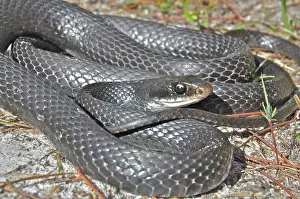 Nonvenomous: Black Racer
