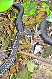 Thamnophis: Black Racer eating Garter Snake