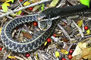 Thamnophis: Black Racer eating Garter Snake