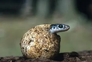 Nonpoisonous: Black Racer Hatching