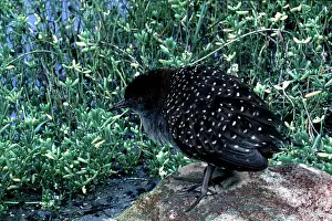 Composition: Black Rail in Salicornia