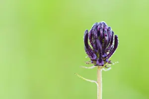 Rampion: Black Rampion