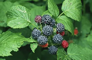 Raspberries: Black Raspberries