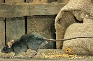 Barn: Black Rat in barn with bag of cereals