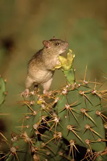 Antigua: Black RAT - on cactus (Introduced species)