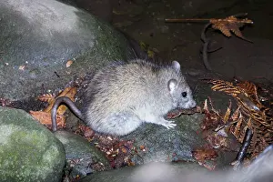 Rattus: Black Rat - Healesville Sanctuary