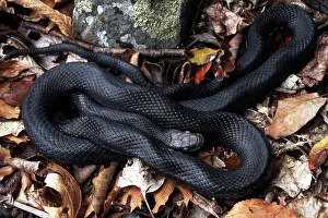 Ratsnake: Black Rat Snake