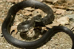 Obsolete: Black Rat Snake