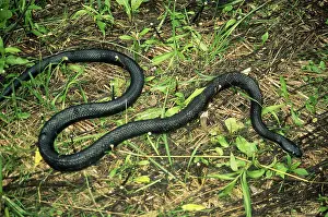 Nonpoisonous: Black Rat Snake