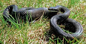 Pilot: Black Rat Snake